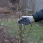 découvrez ce que vos plantes communiquent même sans feuilles ni fleurs, et apprenez à décrypter leurs signes cachés pour mieux en prendre soin.