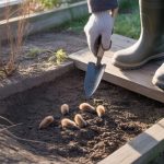découvrez 5 indices efficaces pour reconnaître les crottes de fouine dans votre jardin et protéger votre espace extérieur.