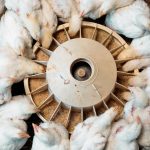 élevage de volaille