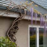 découvrez les inconvénients de la glycine avant de la planter près de votre maison, pour éviter les mauvaises surprises et bien préparer votre jardin.